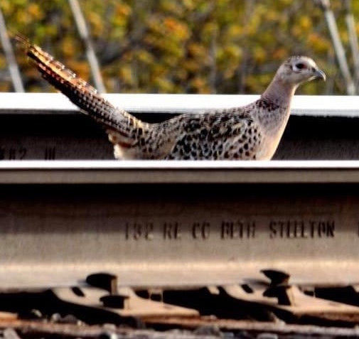 Bethlehem Steel Rail Road Track Blacksmith's Horned Anvil